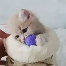 Видео-котики sticker 10