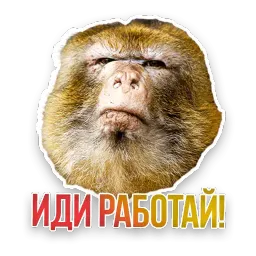 Не домашние животные sticker 12