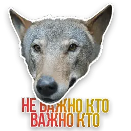 Не домашние животные sticker 8