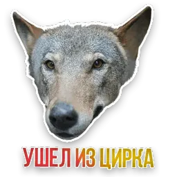 Не домашние животные sticker 9