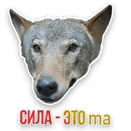 Не домашние животные sticker 10