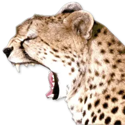 Зевающие sticker 9