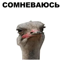 Животные @eeZee_stickers sticker 12