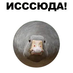 Животные @eeZee_stickers sticker 3