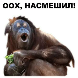 Животные @eeZee_stickers sticker 10