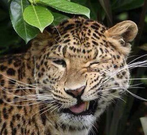 Funny Animals Telegram sticker pack