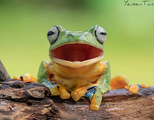 Funny Animals sticker 2