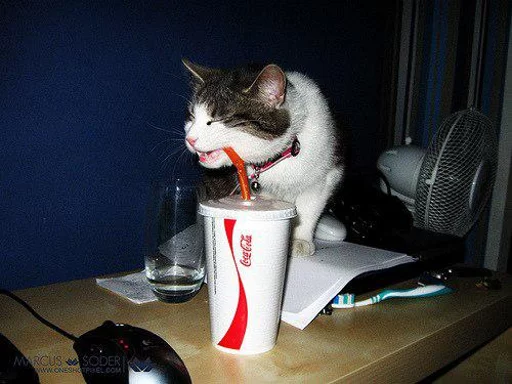 Funny Animals sticker 6