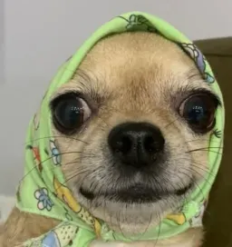 Классные животные Telegram sticker pack