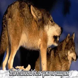 Антицирк sticker 4