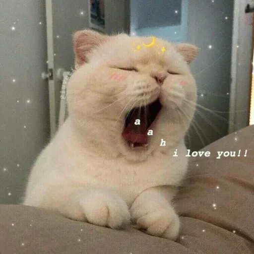 meong sticker 12