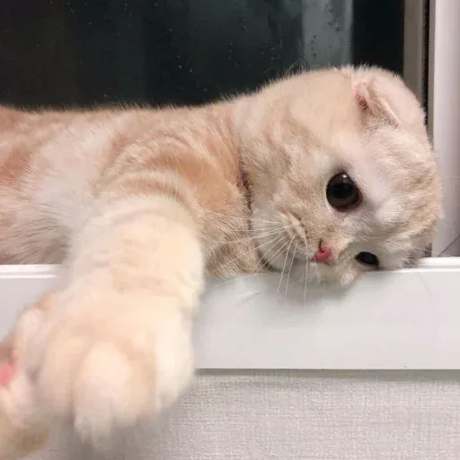 meong sticker 3