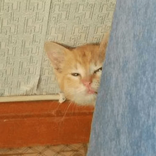 Broken Cats sticker 4