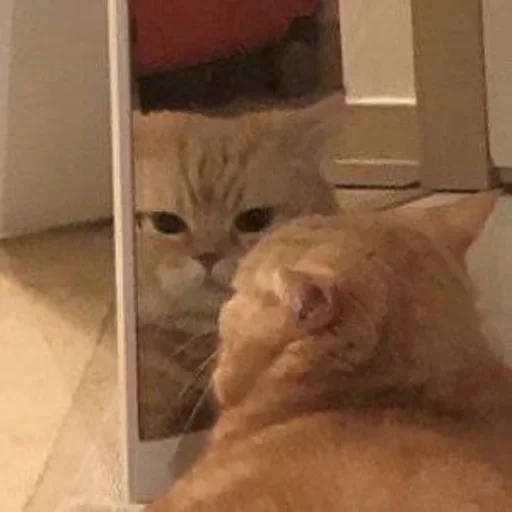 cat_uwu sticker 2