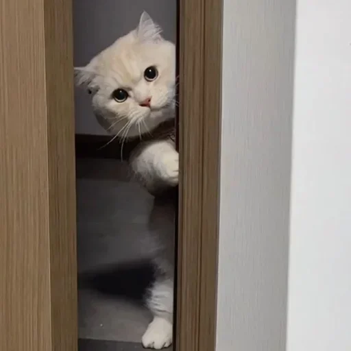 cat_uwu sticker 11
