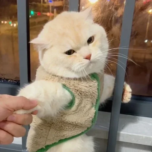 cat_uwu sticker 12