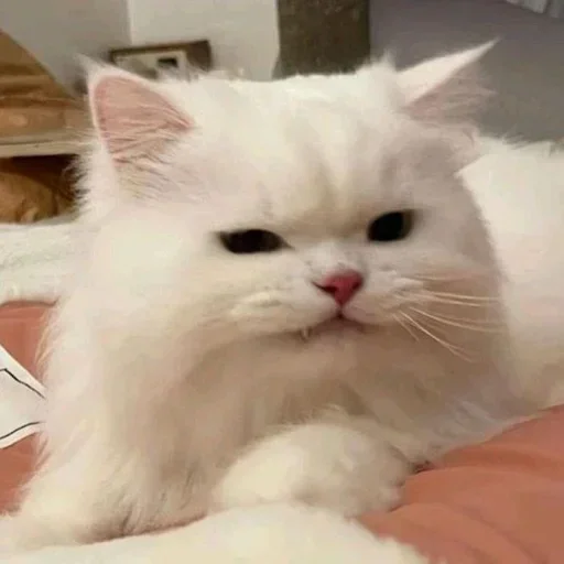 cat_uwu sticker 3