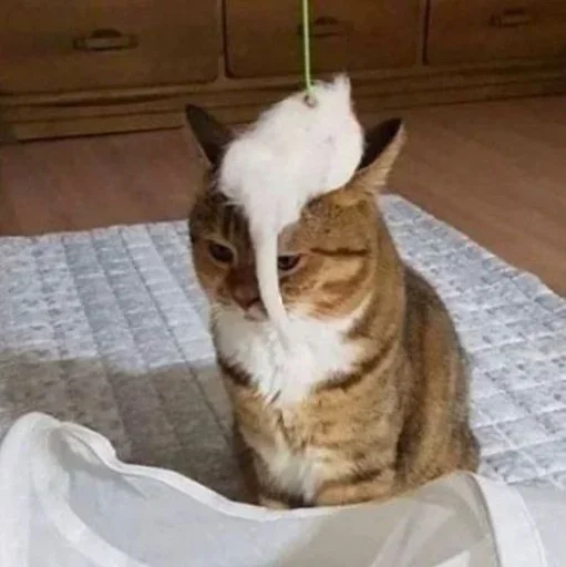 cat_uwu sticker 5