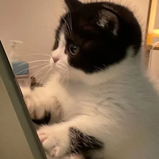cat_uwu sticker 6
