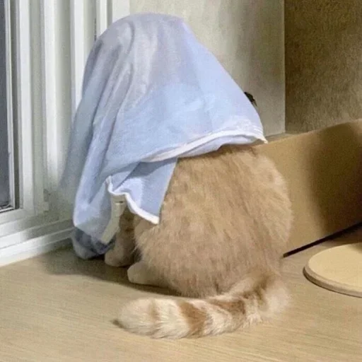 cat_uwu sticker 8