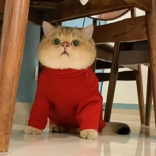 cat_uwu sticker 9