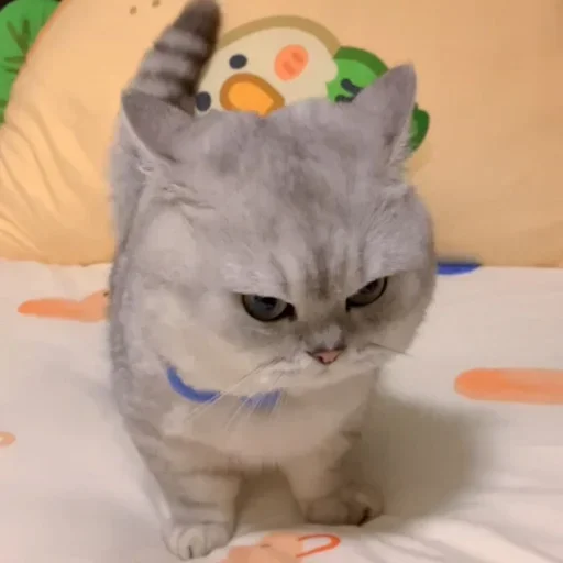 cat_uwu sticker 10