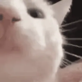 cats2 @chetamchannel sticker 12