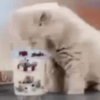 cats2 @chetamchannel sticker 14
