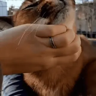 cats2 @chetamchannel sticker 26