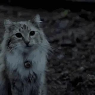 cats2 @chetamchannel sticker 31