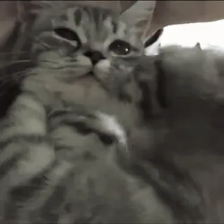 cats2 @chetamchannel sticker 33
