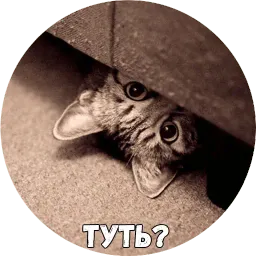 Байной? Telegram sticker pack