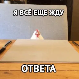Котики от @MedMary sticker 5
