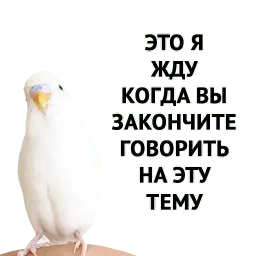 Котики от @MedMary sticker 9