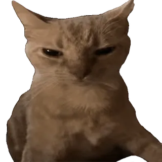 Cats Memes sticker 2