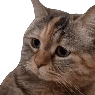 Cats Memes sticker 12