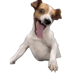 Cats Memes sticker 13