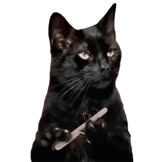Cats Memes sticker 29