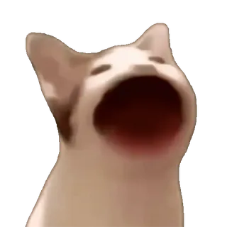 Cats Memes sticker 34