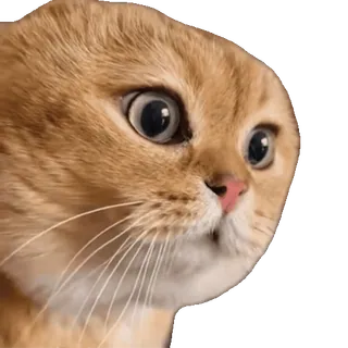 Cats Memes sticker 37