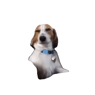 Cats Memes sticker 38