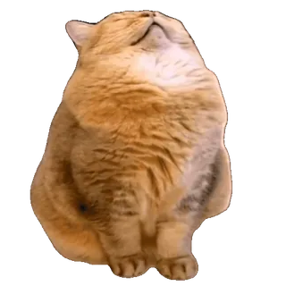 Cats Memes sticker 47