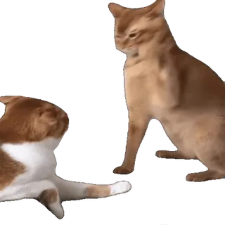 Cats Memes sticker 10