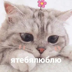 котики и мы Telegram sticker pack