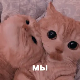 котики и мы sticker 2