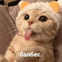 котики и мы sticker 3