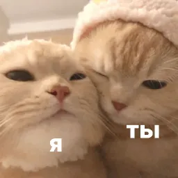котики и мы sticker 4