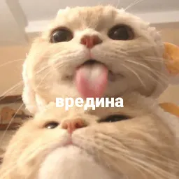 котики и мы sticker 5