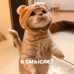 котики и мы sticker 7
