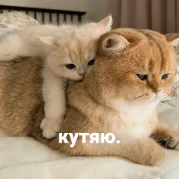 котики и мы sticker 9